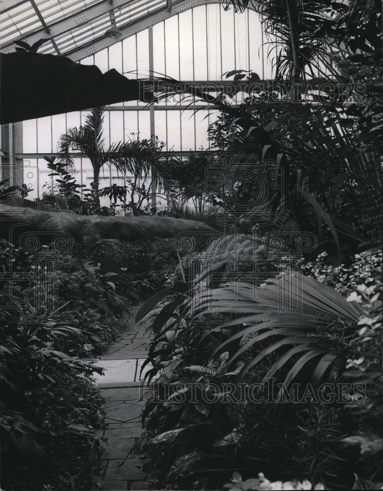 1963 Tropical plants housed in the large central Palm House - Historic Images