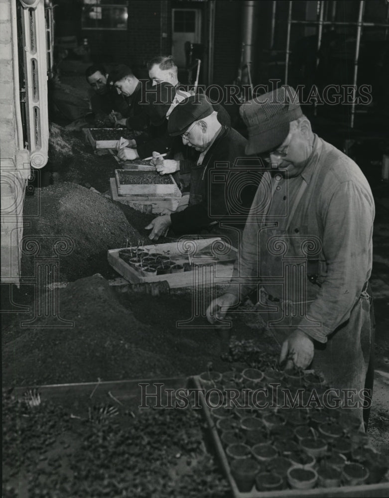 1963 Press Photo Young plants being transplanted from seed flats to pots - Historic Images