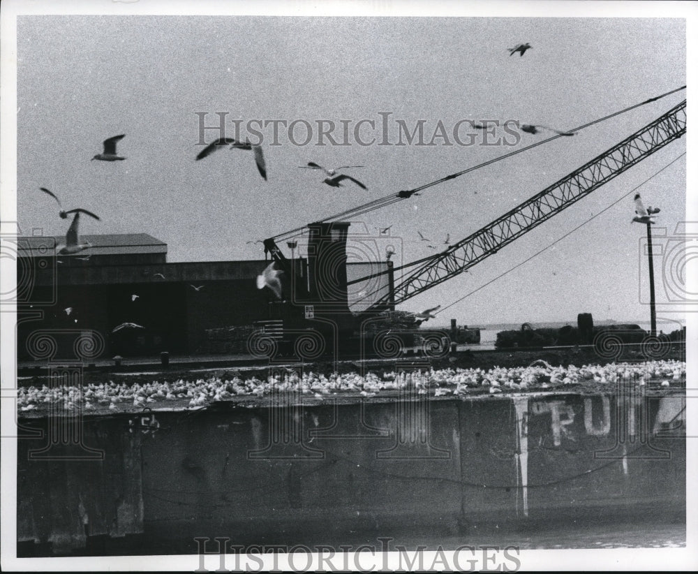 1970 Press Photo Sea Gulls around E. 9th Pier - cva88239-Historic Images