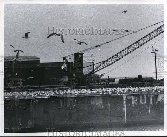 1970 Press Photo Sea Gulls around E. 9th Pier - cva88239-Historic Images