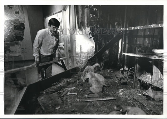 1982 Press Photo Natural History Museum Botany and Mammal Galleries - Historic Images