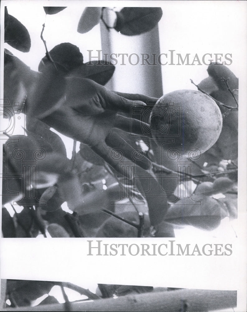 1971 The Greenhouse lemon fruit  - Historic Images
