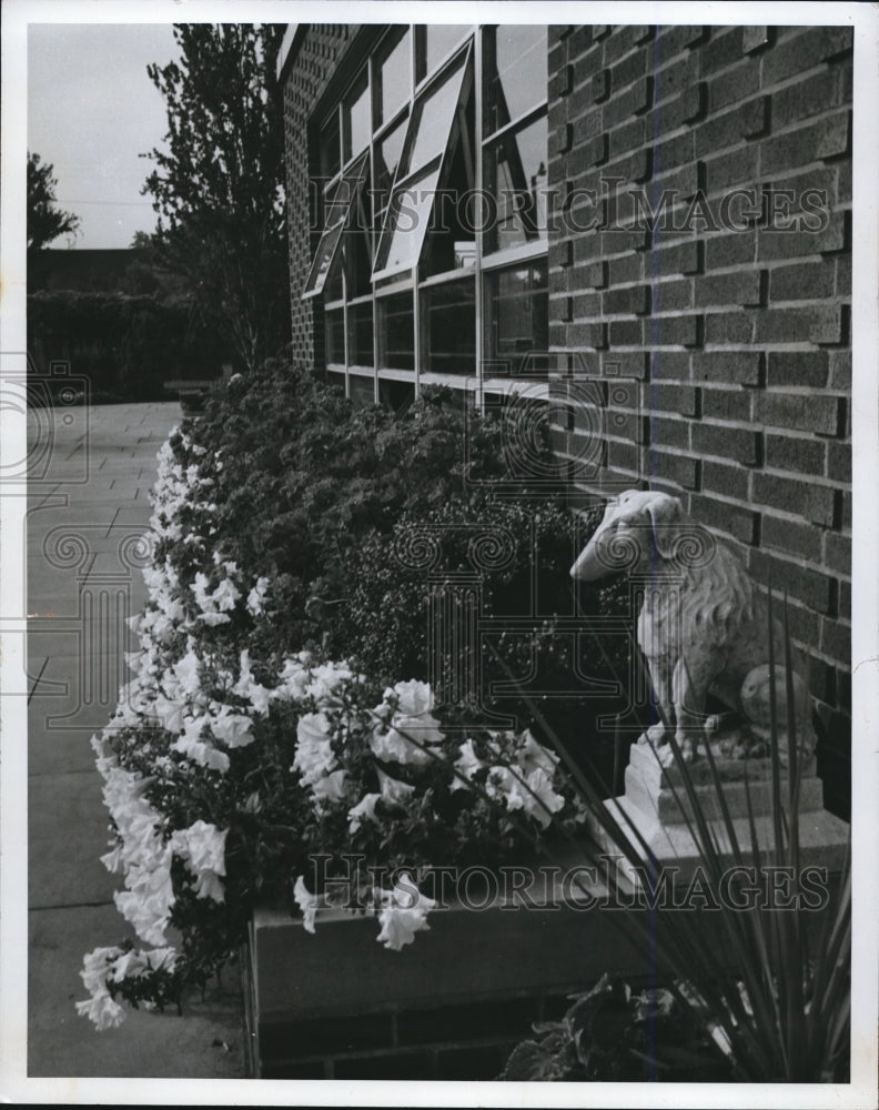 1970 Press Photo The petunias at the City Greenhouse - cva88866-Historic Images