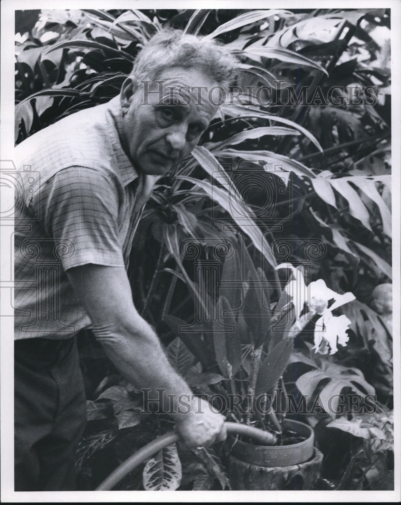 1971 Carl Fassbender waters the orchids at the City Greenhouse - Historic Images