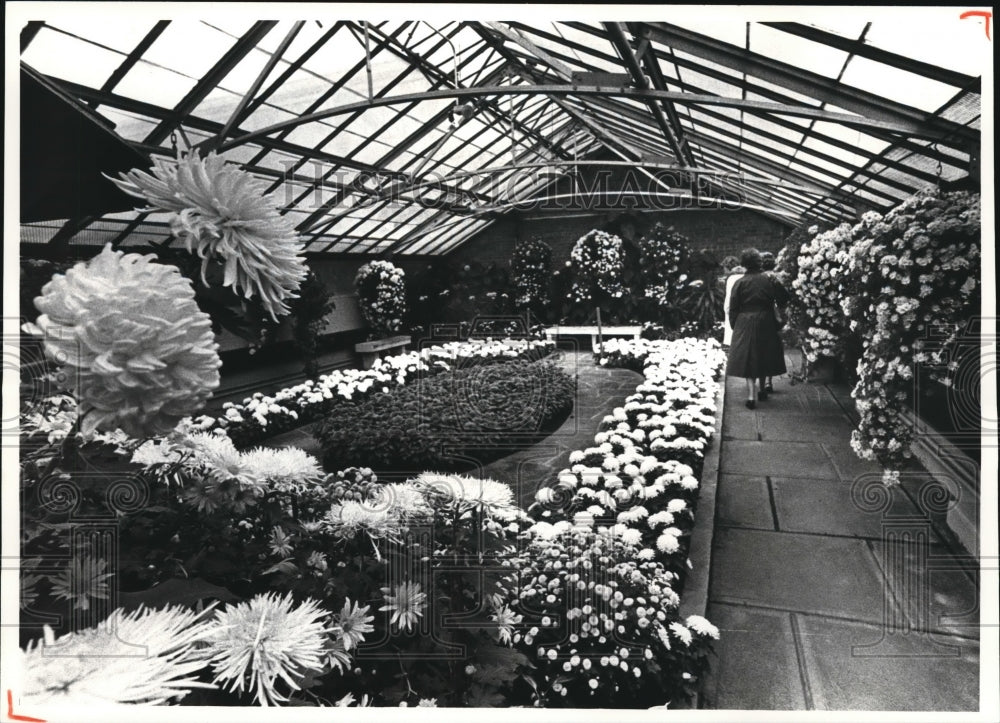 1980 Press Photo Mums on display at the Cleveland Greenhouse - Historic Images