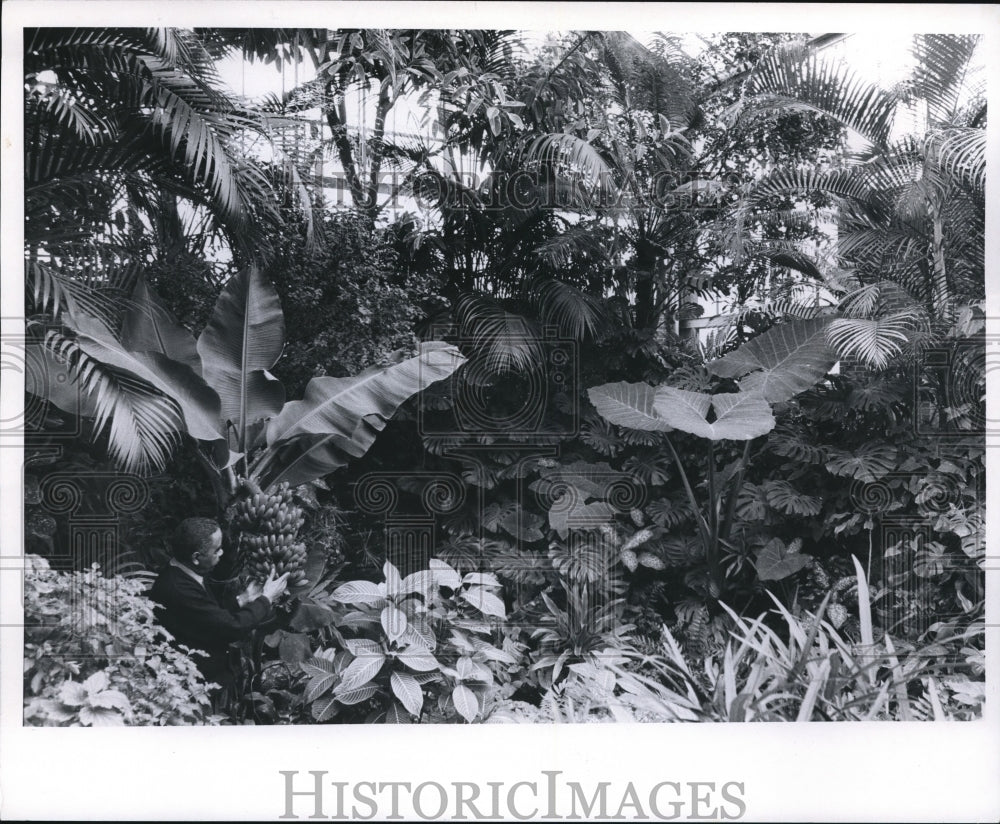 1971 Press Photo City greenhouse, bananas - cva89365 - Historic Images