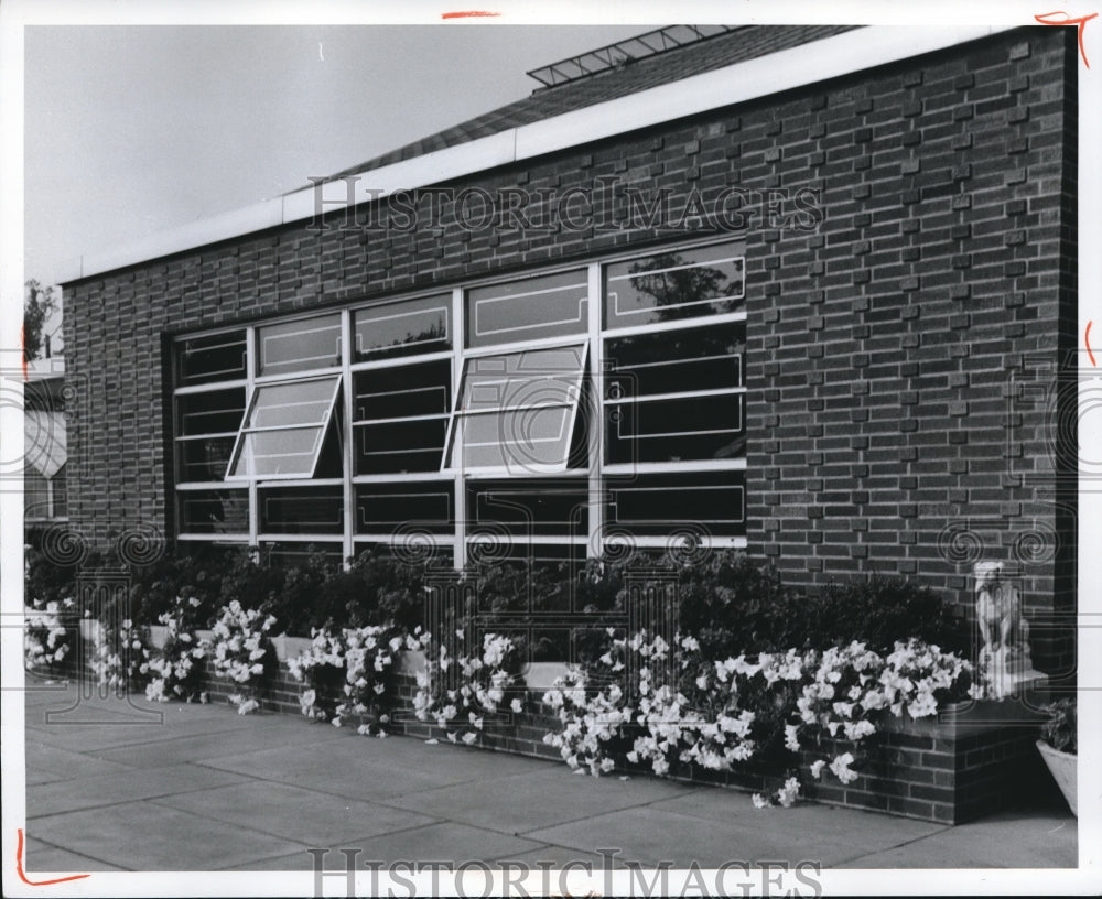 1969 White cascade petunias &amp; geranium interplanted with evergreen - Historic Images