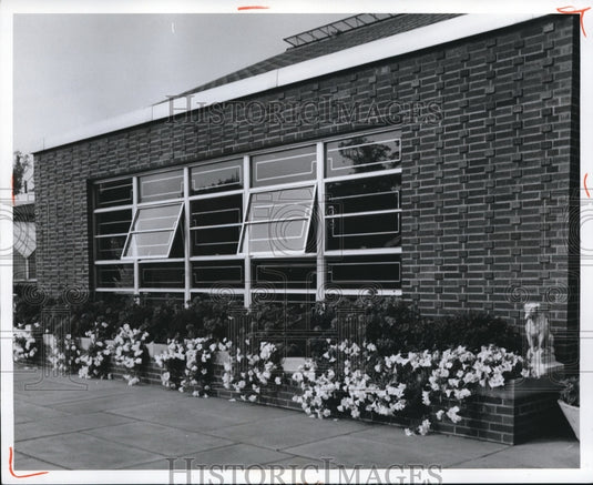 1969 White cascade petunias & geranium interplanted with evergreen - Historic Images