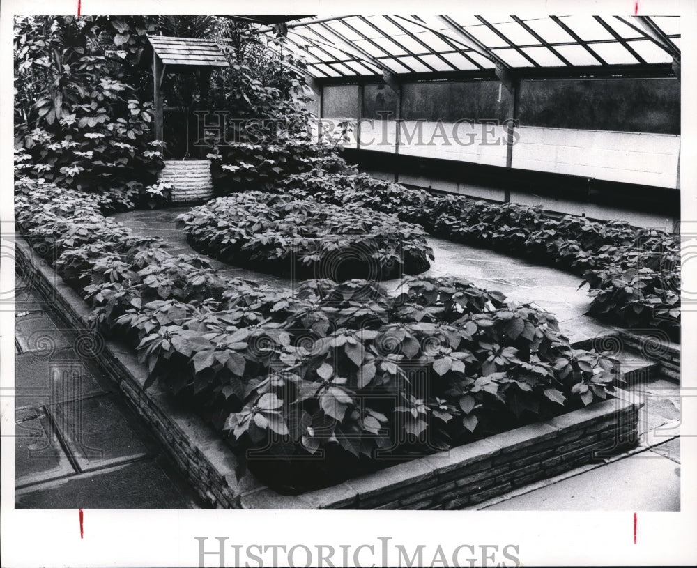 1971 Press Photo Christmas display at City Greenhouse - cva89368-Historic Images