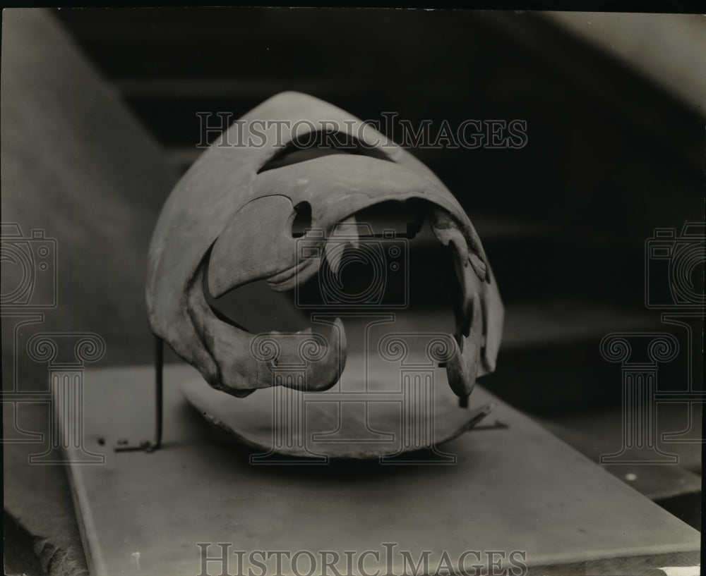 Undated Press Photo Skull of Dinichthys at Museum of National History - cva90418 - Historic Images