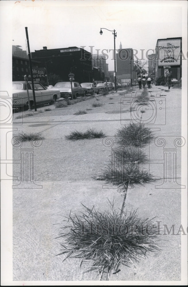 1970 These weeds are sprouting in sidewalks in front of a proposed - Historic Images
