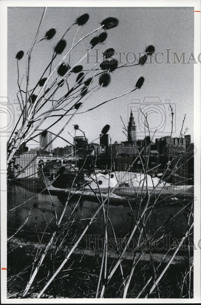 1977 Press Photo No matter how hard the winter, a few hardy teasel stalks always - Historic Images