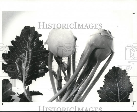 1984 Press Photo Kohirabi Vegetables - Historic Images