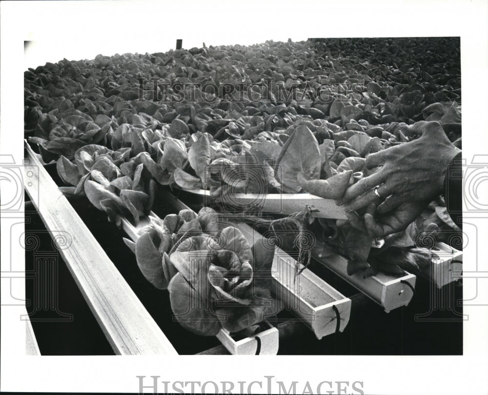 1988 Press Photo Lettuce growing in PUC Channels Cropkins Inc. in Medina Ohio. - Historic Images