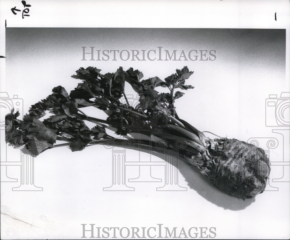 1983 Press Photo Celery Root - Historic Images