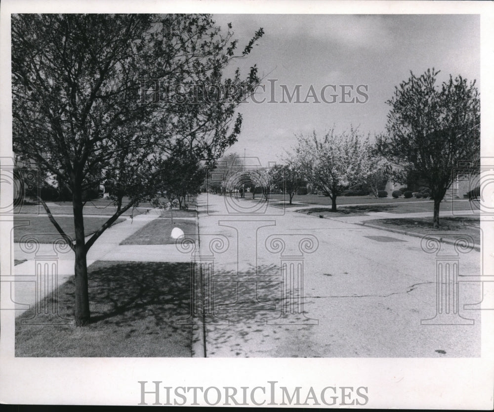 1970 The Flowering Trees special Project of Q M Montagano - Historic Images