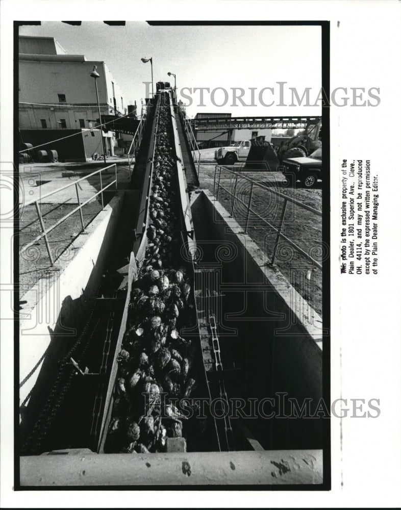 1988 Press Photo Tons of freshly harvested sugarbeets make their way up - Historic Images