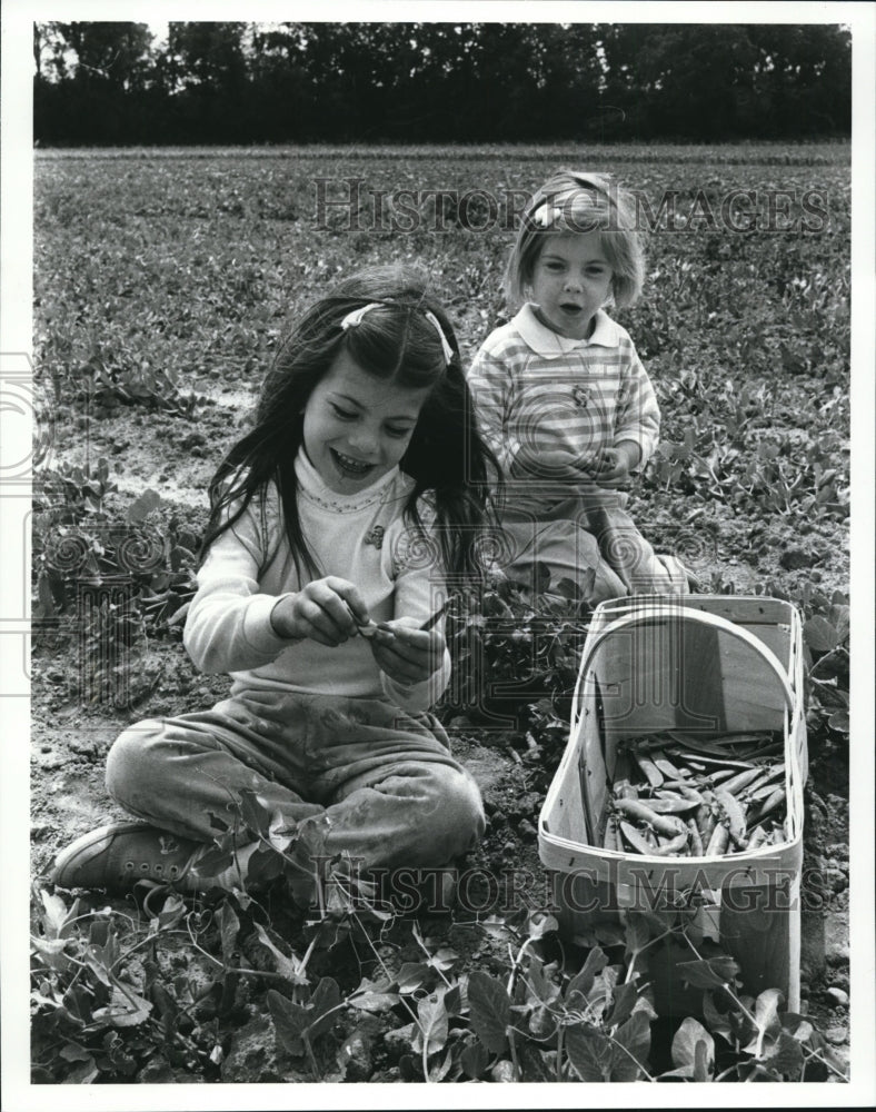 1988 Press Photo Wee Pea Pickers Sarah Leimbach picks peas in Grandpa Pauls Pea - Historic Images