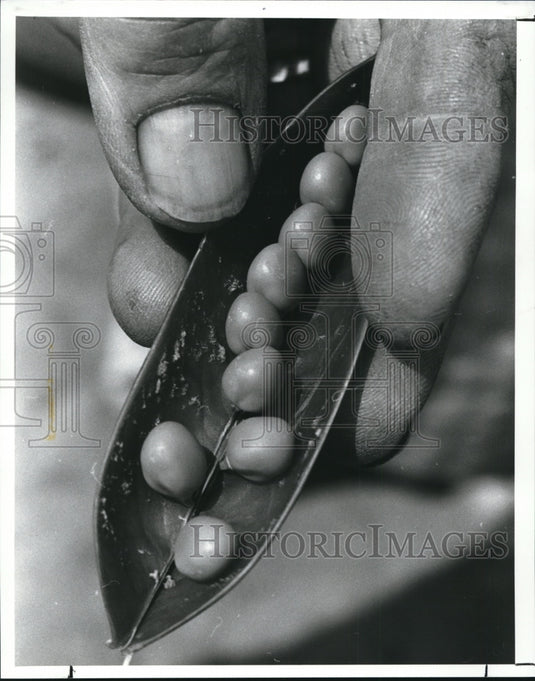 1988 Press Photo Vermillion, Ohio farmer Paul Leimbach, displays nine peas - Historic Images