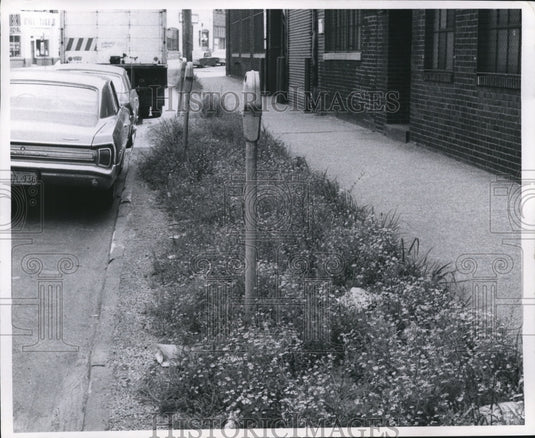 1970 Uncut weeds on E 17th St between Payne & Superior Ave - Historic Images