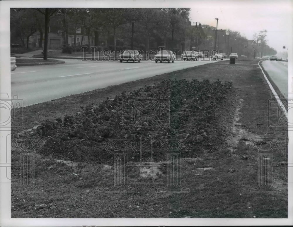 1965 Press Photo Flowers at E 84th and Chester Avenue NE - cva97149 - Historic Images