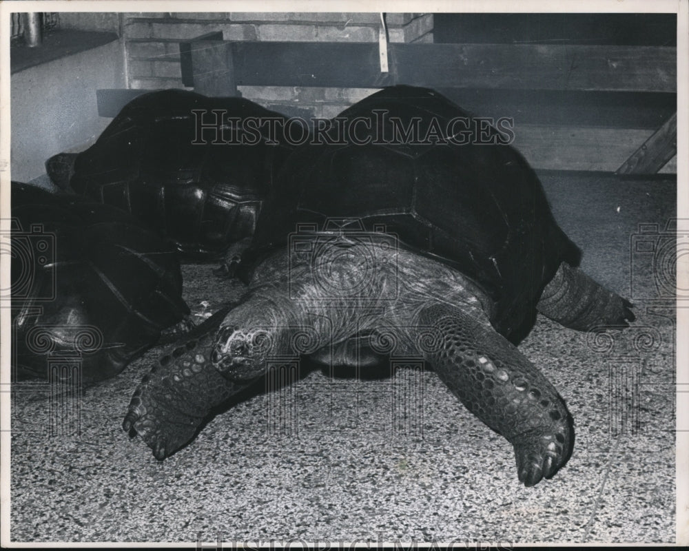 1965 Elephant Tortoises, Cleveland Zoo  - Historic Images