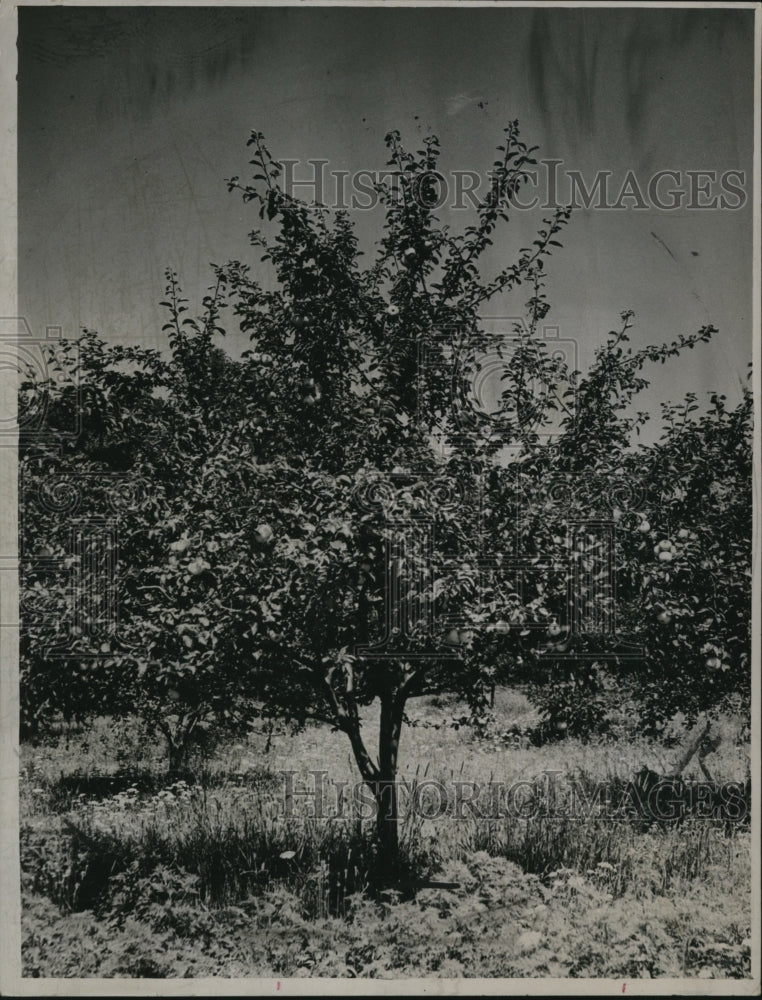 1945 Press Photo An apple tree - cva99269 - Historic Images