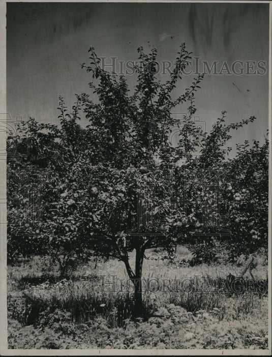 1945 Press Photo An apple tree - cva99269 - Historic Images