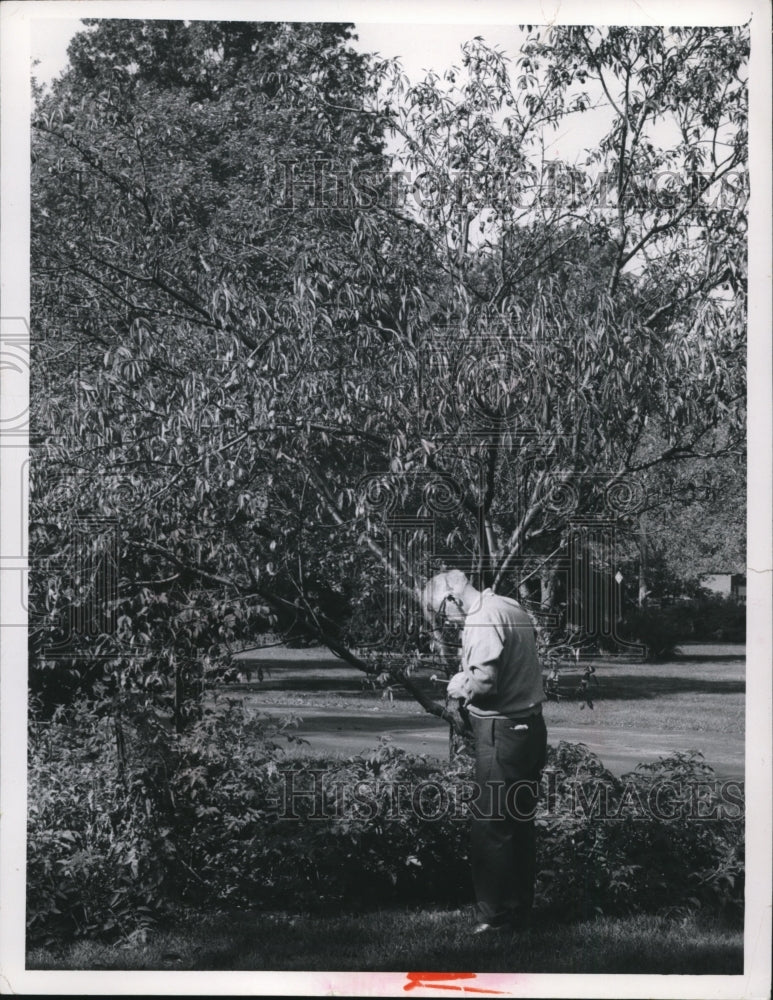 1969 Press Photo An almond tree - cva99271 - Historic Images