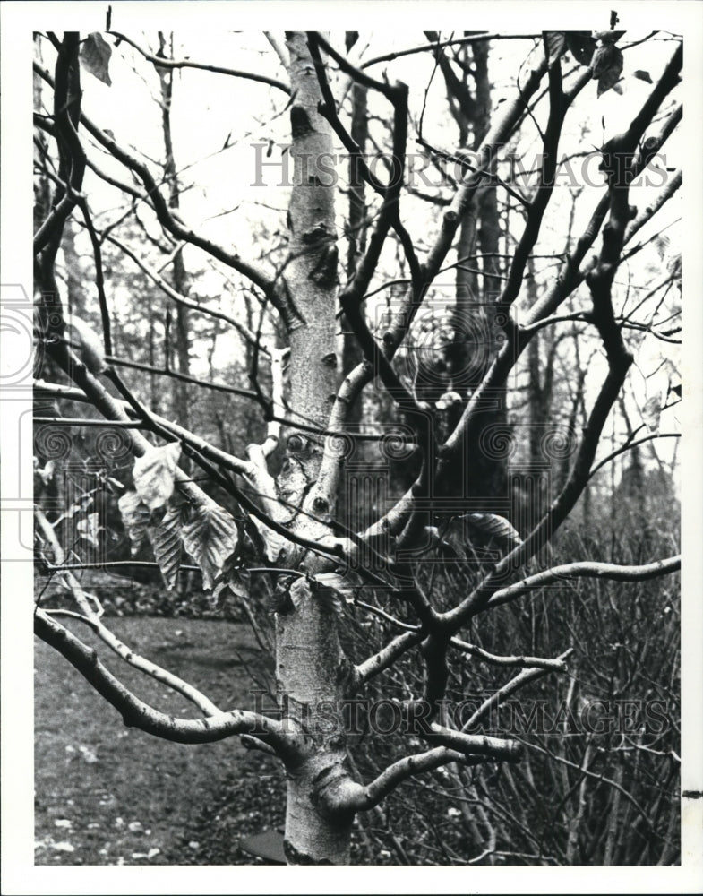 1987 Press Photo Beech tree - Historic Images