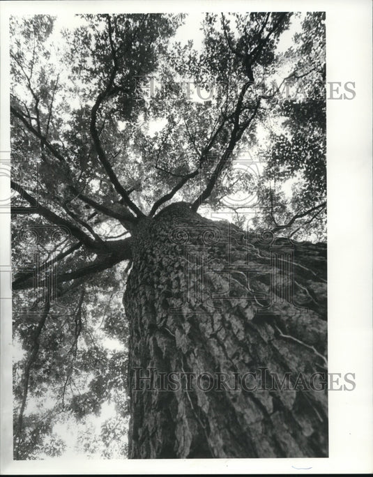 1984 Press Photo 200 Year Old Tree - Historic Images