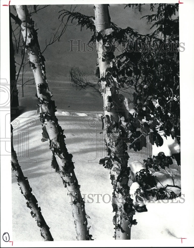 1988 Press Photo Peeling bark on river Birch Tree - Historic Images