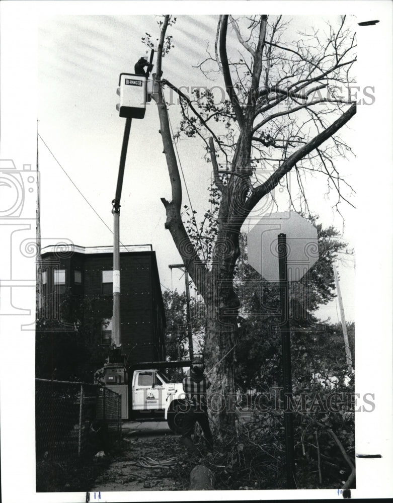 1987 Press Photo Kelvin hope works at cutting down a tree - Historic Images