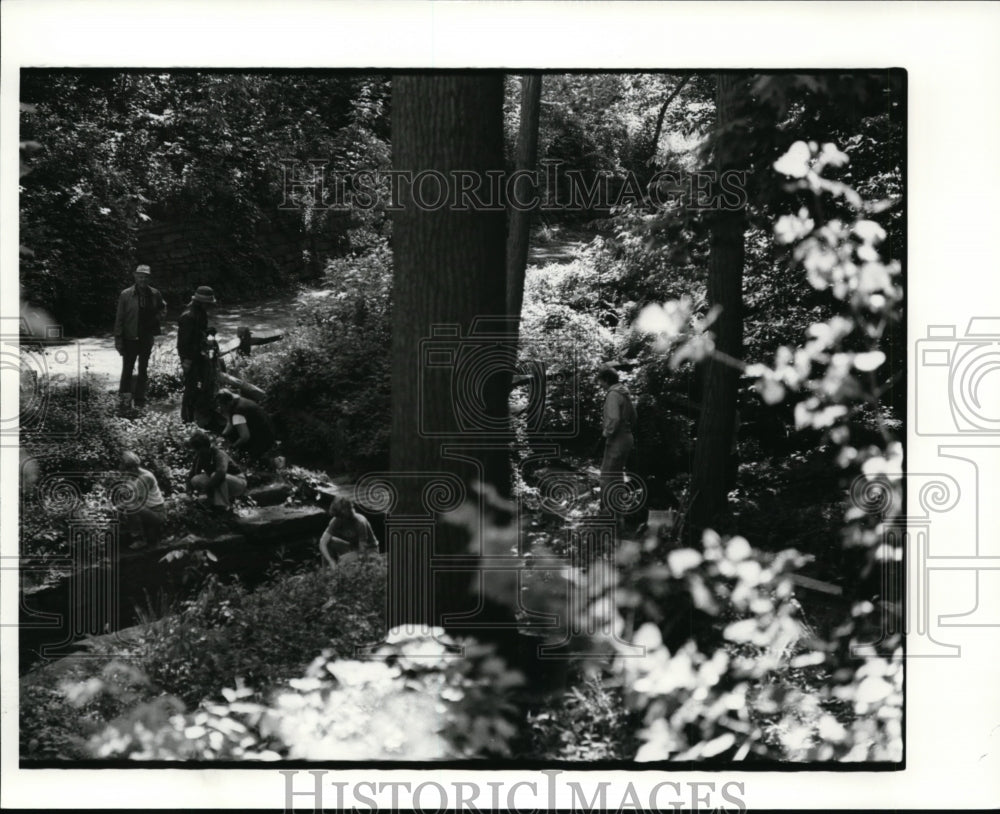 1984 Press Photo University Circle wild flower ravine - cva99537-Historic Images