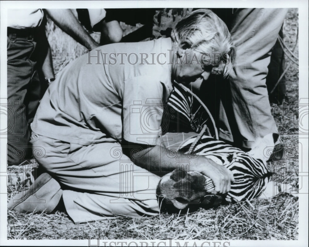 1988 Press Photo Marlin Perkins Zoo director with Zebra - cva99555 - Historic Images