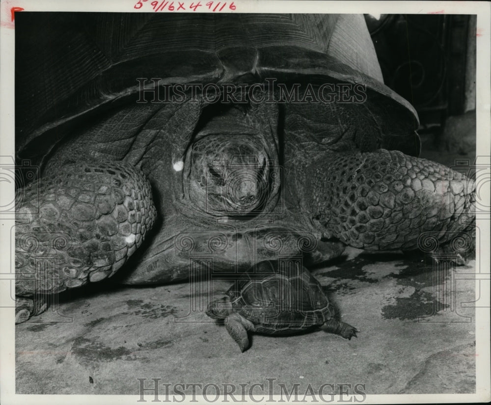 1966 Press Photo Giant tortoise n zoo in Bristol, England, is about 60 years old-Historic Images