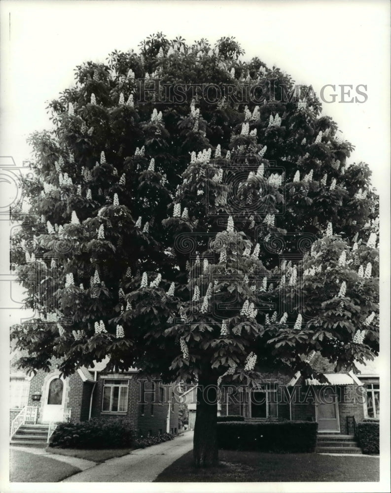 1983 Press Photo Horse Chestnut - cvb00216 - Historic Images