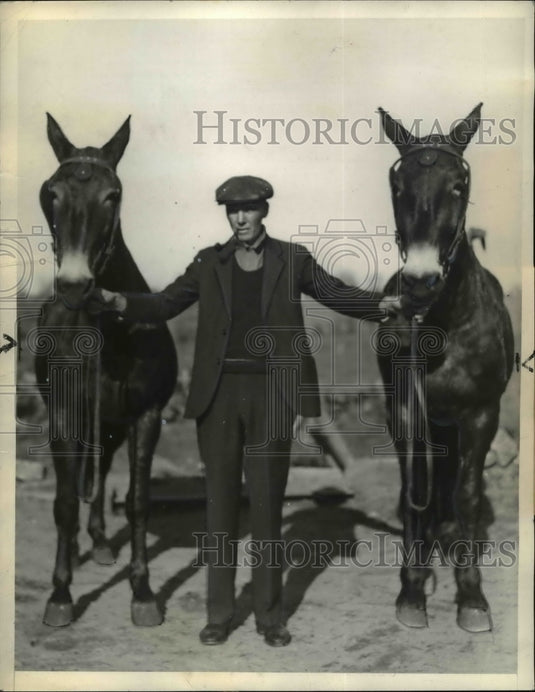 1934 Press Photo Tug and Hop, President Roosevelt's mules - Historic Images