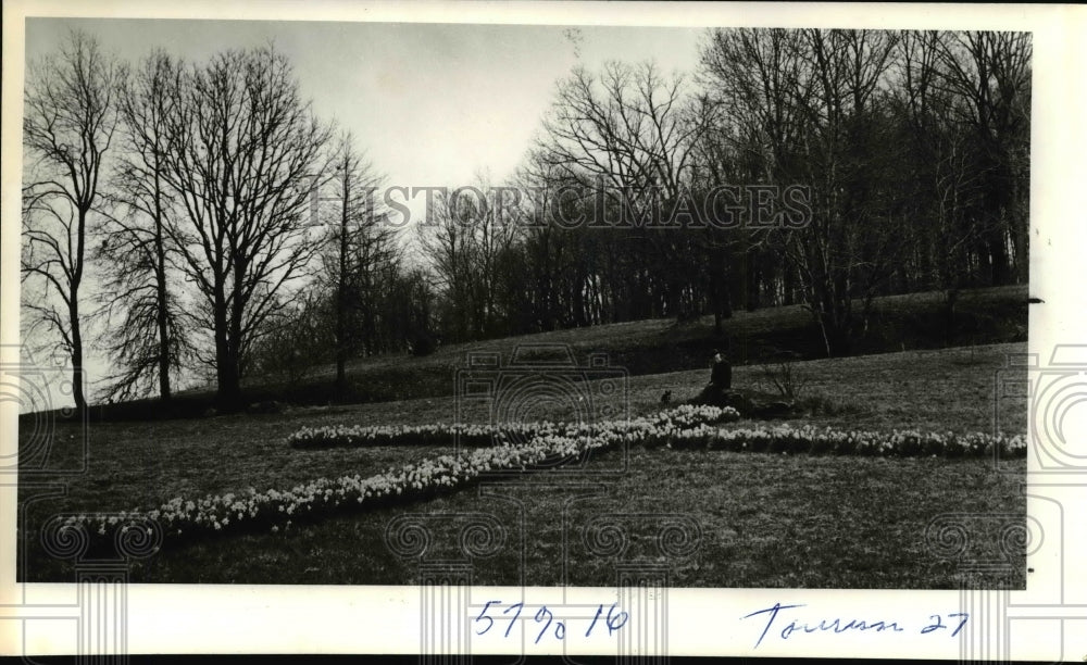 1982 Press Photo Daffodil Grass at Algonquin Mill - Historic Images