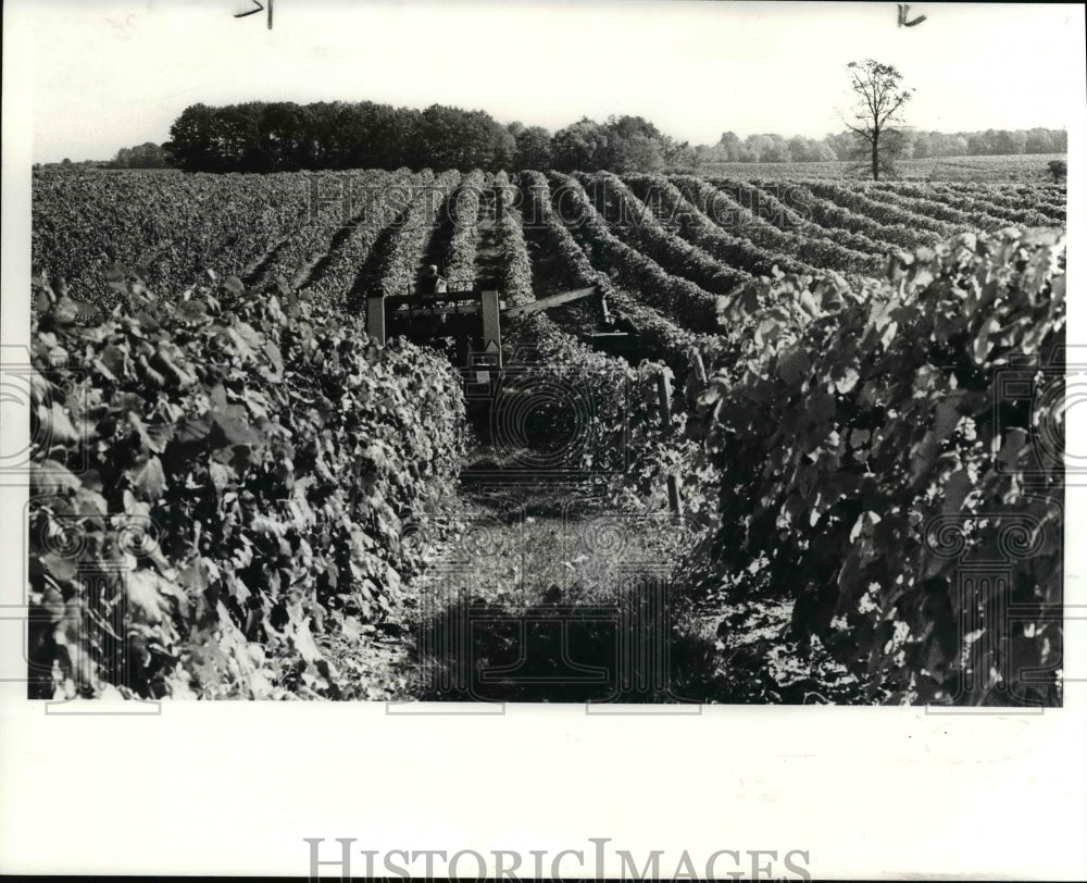 1983 Press Photo Ohio, Geneva - Grapes Jamboree - Historic Images