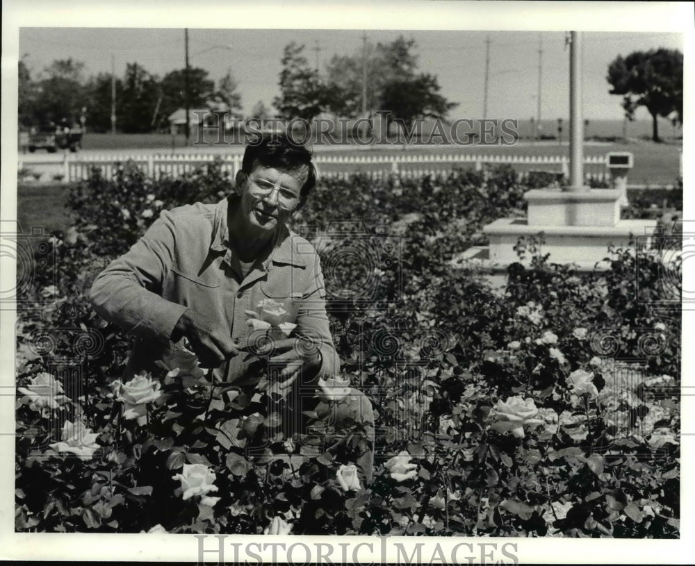 1985 Press Photo Frank Aleksandrowicz and the Rose Garden in Cahoon Park in Bay - Historic Images