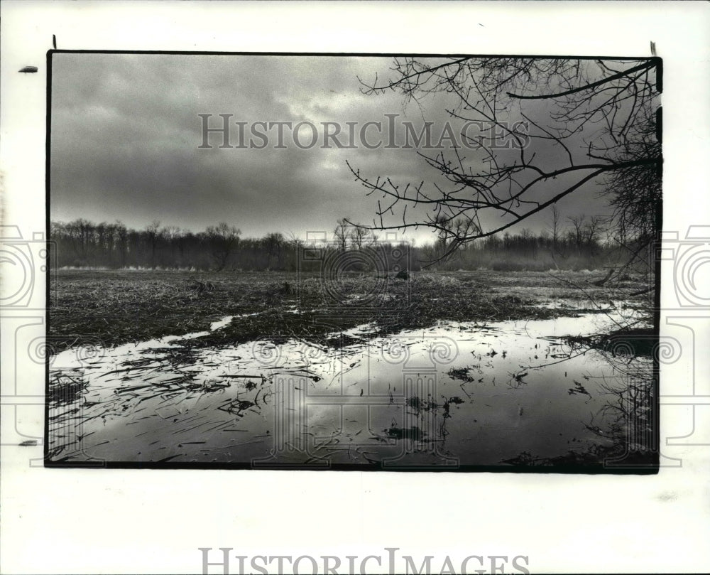 1982 Press Photo Estuary at Madison Ohio, rare ecological sight - Historic Images