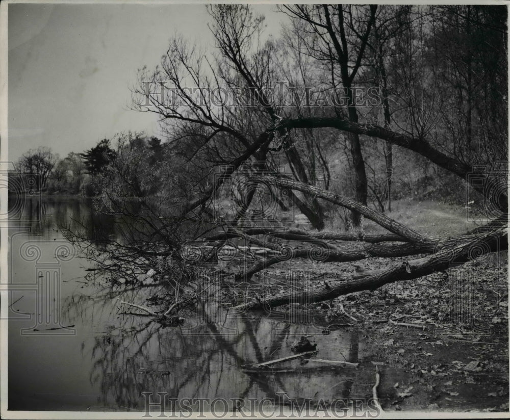 1947 Press Photo This tree has been broken, lying  Shaker Lake Ohio - Historic Images