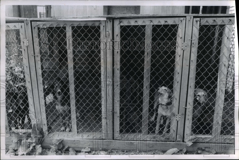 1970 Press Photo  Magnificent view at Massillon Animal and League, Massillon Ohi - Historic Images