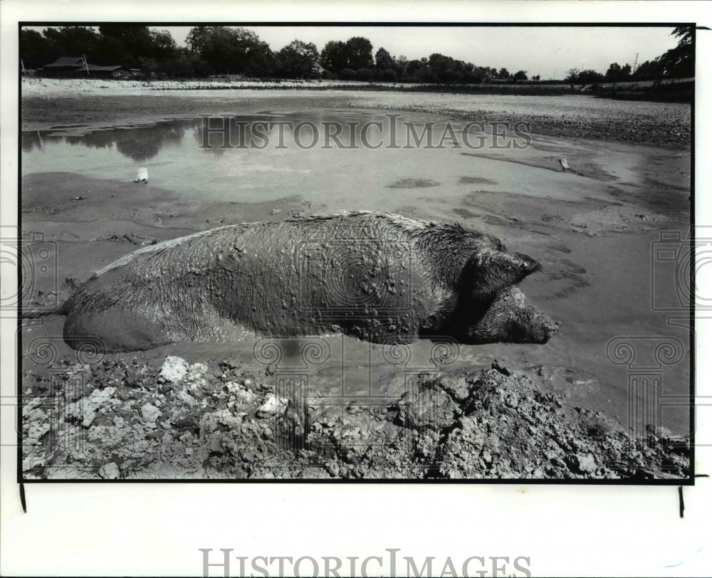 1986 Press Photo A pig cools off what&#39;s left of a 8 feet deep farm pond in Ocone - Historic Images