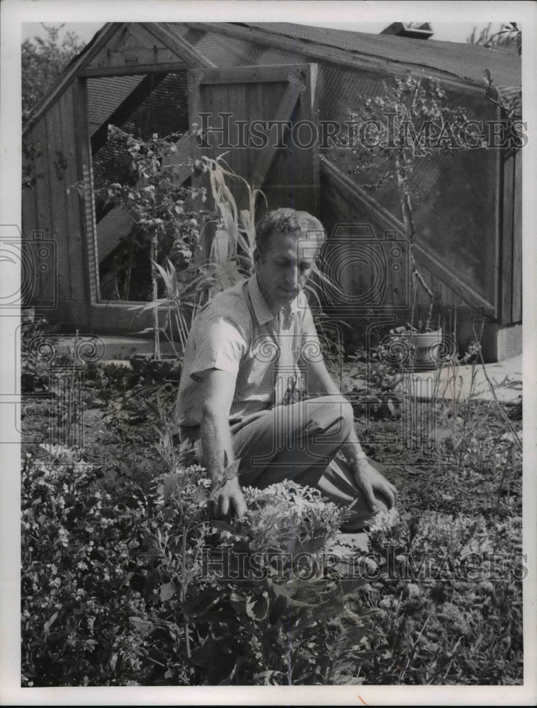 1964 Press Photo Henry A. Ross in  garden he wants to give to town - Historic Images