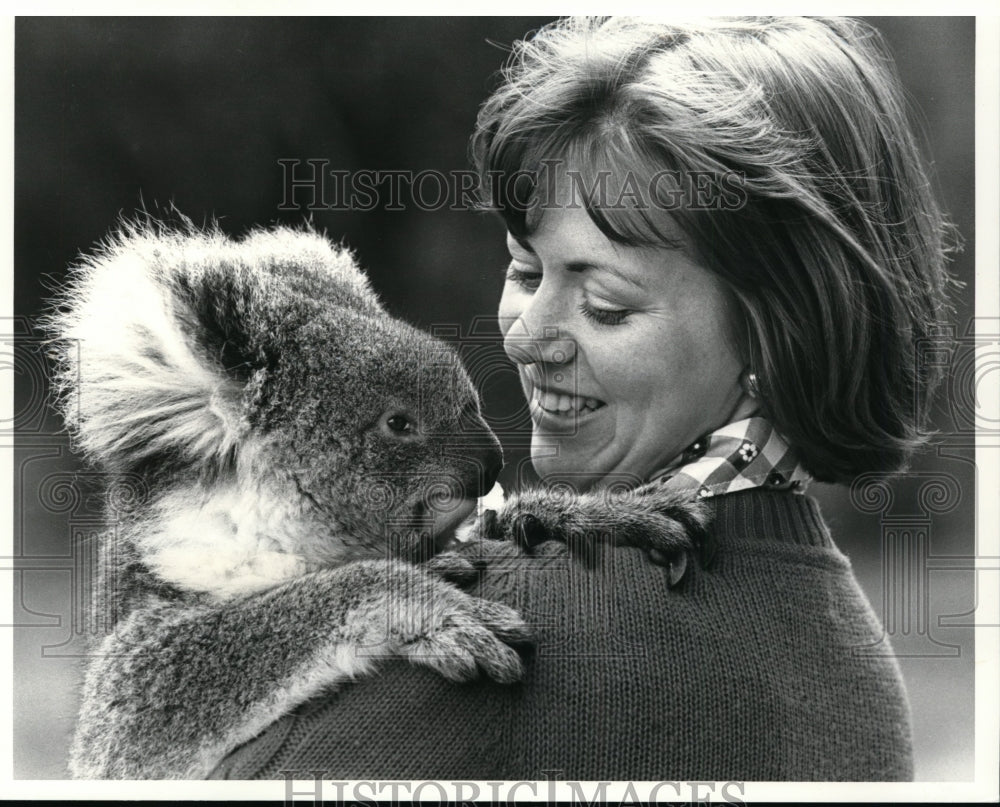 1977 Press Photo Australia&#39;s Cuddly Koala at Cleland National Park, Australia - Historic Images