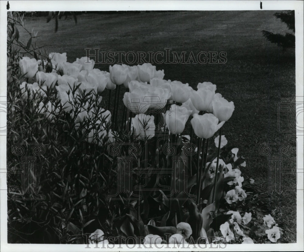 1983 Press Photo Flowers and Plants - Tulips - Historic Images