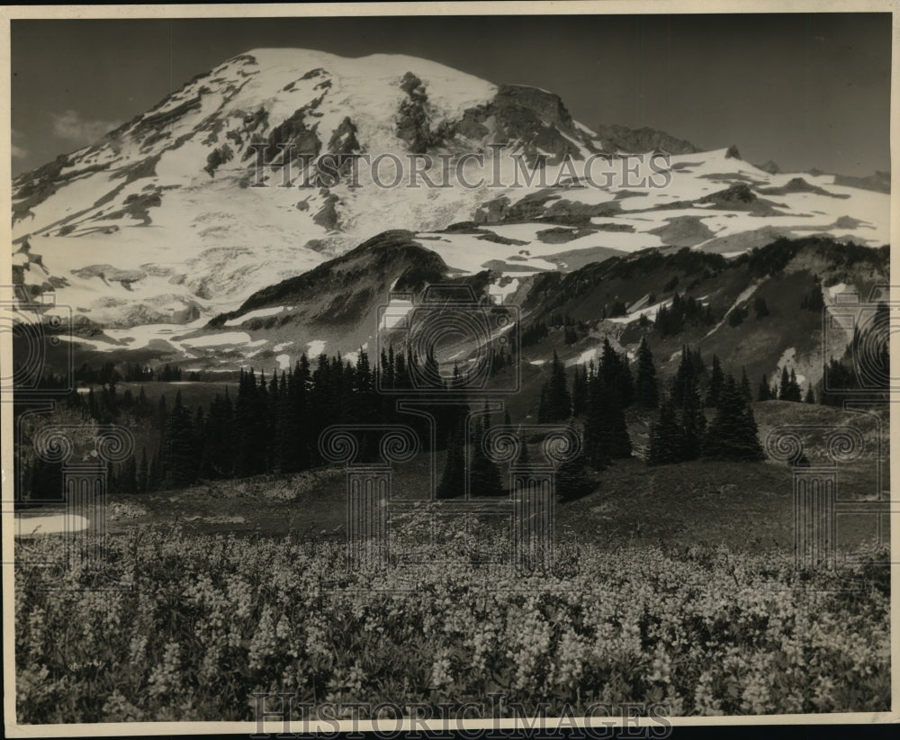 1967 Flower Fields in Paradise Valley at Rainier National Park-Historic Images