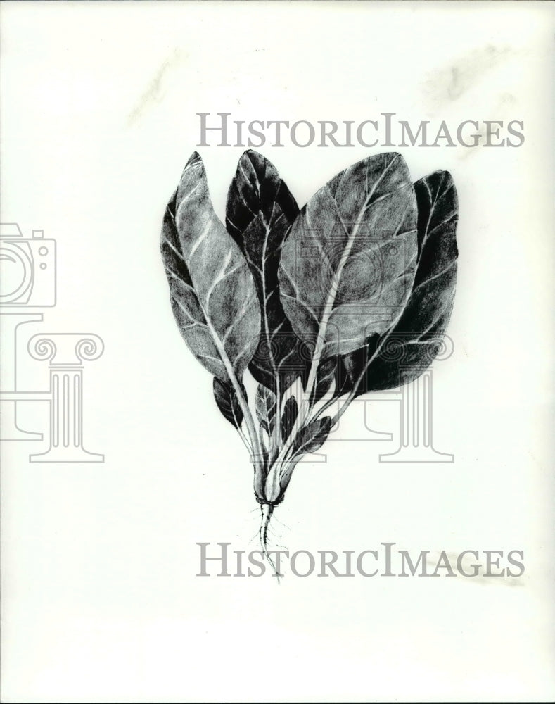 1966 Press Photo Sketch of the vegetable known as Dutch Spinach - cvb08440 - Historic Images